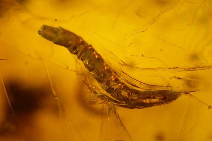 Fossil Wood Gnat Larva (Anisopodidae) in Baltic Amber #207521